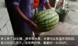 吃瓜视频完整版大全免费观看,免费观看完整版大盘点